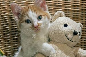 Cute Cats with Teddy Bears: Cuddly Companions Teddy Information – Everything You Need to Know About Teddy Bears Cute Cats with Teddy Bears: Cuddly Companions | Teddy Information – Everything You Need to Know About Teddy Bears