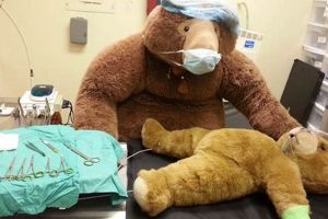 Plushie ER: Teddy Bear Surgery Guide Teddy Information – Everything You Need to Know About Teddy Bears Plushie ER: Teddy Bear Surgery Guide | Teddy Information – Everything You Need to Know About Teddy Bears