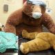 Plushie ER: Teddy Bear Surgery Guide | Teddy Information – Everything You Need to Know About Teddy Bears
