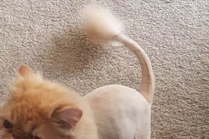 The Cat Teddy Bear Cut: A Complete Guide Teddy Information – Everything You Need to Know About Teddy Bears The Cat Teddy Bear Cut: A Complete Guide | Teddy Information – Everything You Need to Know About Teddy Bears