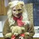 DIY Scary Teddy Bear Costumes for Halloween | Teddy Information – Everything You Need to Know About Teddy Bears