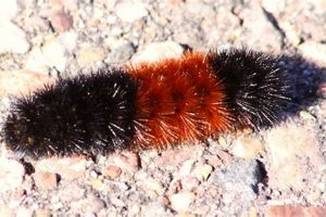 Charming Teddy Bear Caterpillars: A Guide Teddy Information – Everything You Need to Know About Teddy Bears Charming Teddy Bear Caterpillars: A Guide | Teddy Information – Everything You Need to Know About Teddy Bears