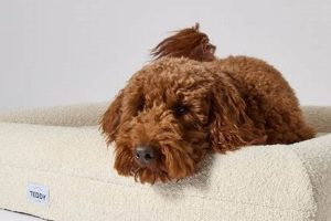 Cuddly Teddy London Gifts & Souvenirs Teddy Information – Everything You Need to Know About Teddy Bears Cuddly Teddy London Gifts & Souvenirs | Teddy Information – Everything You Need to Know About Teddy Bears
