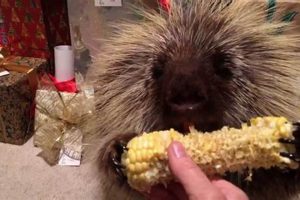 Adorable Teddy Bear Porcupines: Care & Facts Teddy Information – Everything You Need to Know About Teddy Bears Adorable Teddy Bear Porcupines: Care & Facts | Teddy Information – Everything You Need to Know About Teddy Bears