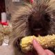 Adorable Teddy Bear Porcupines: Care & Facts | Teddy Information – Everything You Need to Know About Teddy Bears