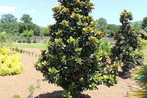 Teddy Bear vs. Little Gem Magnolia: Which to Choose? Teddy Information – Everything You Need to Know About Teddy Bears Teddy Bear vs. Little Gem Magnolia: Which to Choose? | Teddy Information – Everything You Need to Know About Teddy Bears