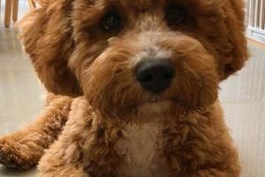 Adorable Teddy Bear Labradoodle Puppy Cut Styles Teddy Information – Everything You Need to Know About Teddy Bears Adorable Teddy Bear Labradoodle Puppy Cut Styles | Teddy Information – Everything You Need to Know About Teddy Bears