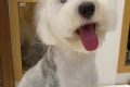 Adorable Old English Sheepdog Teddy Bear Cuts Teddy Information – Everything You Need to Know About Teddy Bears Adorable Old English Sheepdog Teddy Bear Cuts | Teddy Information – Everything You Need to Know About Teddy Bears