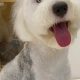 Adorable Old English Sheepdog Teddy Bear Cuts | Teddy Information – Everything You Need to Know About Teddy Bears