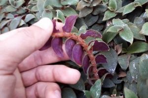 The Ultimate Guide to Teddy Bear Plant Care Tips Teddy Information – Everything You Need to Know About Teddy Bears The Ultimate Guide to Teddy Bear Plant Care Tips | Teddy Information – Everything You Need to Know About Teddy Bears