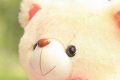 Adorable Cute Teddy Bear Wallpapers & Backgrounds Teddy Information – Everything You Need to Know About Teddy Bears Adorable Cute Teddy Bear Wallpapers & Backgrounds | Teddy Information – Everything You Need to Know About Teddy Bears