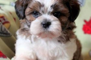 Adorable Teddy Bear Shih Tzu Mix Puppies Teddy Information – Everything You Need to Know About Teddy Bears Adorable Teddy Bear Shih Tzu Mix Puppies | Teddy Information – Everything You Need to Know About Teddy Bears