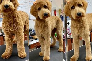 Adorable Goldendoodle Teddy Bear Cuts & Styles Teddy Information – Everything You Need to Know About Teddy Bears Adorable Goldendoodle Teddy Bear Cuts & Styles | Teddy Information – Everything You Need to Know About Teddy Bears