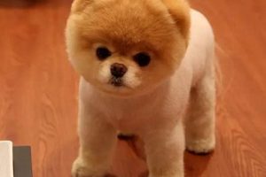 Adorable Pomeranian Teddy Bear Cut Styles Teddy Information – Everything You Need to Know About Teddy Bears Adorable Pomeranian Teddy Bear Cut Styles | Teddy Information – Everything You Need to Know About Teddy Bears