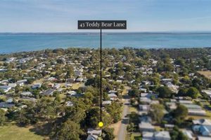 Adorable Teddy Bear Lane Adventures Await! Teddy Information – Everything You Need to Know About Teddy Bears Adorable Teddy Bear Lane Adventures Await! | Teddy Information – Everything You Need to Know About Teddy Bears