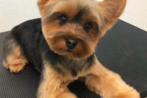 Cute Summer Teddy Bear Yorkie Haircuts: Top Styles Teddy Information – Everything You Need to Know About Teddy Bears Cute Summer Teddy Bear Yorkie Haircuts: Top Styles | Teddy Information – Everything You Need to Know About Teddy Bears