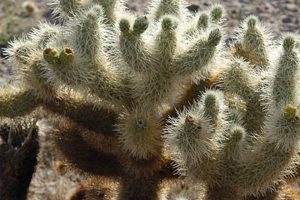 Charming Teddy Bear Chollas: Desert Cutie Teddy Information – Everything You Need to Know About Teddy Bears Charming Teddy Bear Chollas: Desert Cutie | Teddy Information – Everything You Need to Know About Teddy Bears