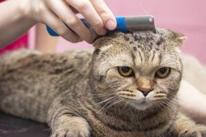 Adorable Teddy Bear Cat Haircuts & Styles Teddy Information – Everything You Need to Know About Teddy Bears Adorable Teddy Bear Cat Haircuts & Styles | Teddy Information – Everything You Need to Know About Teddy Bears