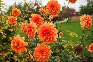Charming Dahlia Teddy Flowers: A Grower's Guide Teddy Information – Everything You Need to Know About Teddy Bears Charming Dahlia Teddy Flowers: A Grower's Guide | Teddy Information – Everything You Need to Know About Teddy Bears
