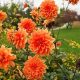 Charming Dahlia Teddy Flowers: A Grower's Guide | Teddy Information – Everything You Need to Know About Teddy Bears