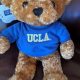 Cuddly UCLA Teddy Bears: Shop Now! | Teddy Information – Everything You Need to Know About Teddy Bears