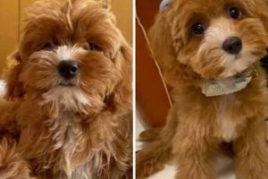 Best Teddy Bear Cut vs. Puppy Cut for Dogs Teddy Information – Everything You Need to Know About Teddy Bears Best Teddy Bear Cut vs. Puppy Cut for Dogs | Teddy Information – Everything You Need to Know About Teddy Bears