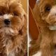 Best Teddy Bear Cut vs. Puppy Cut for Dogs | Teddy Information – Everything You Need to Know About Teddy Bears