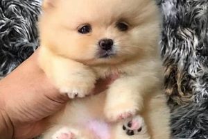 Adorable Teacup Teddy Bear Pomeranian Puppies Teddy Information – Everything You Need to Know About Teddy Bears Adorable Teacup Teddy Bear Pomeranian Puppies | Teddy Information – Everything You Need to Know About Teddy Bears