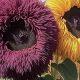 Grow Teddy Bear Sunflower Seeds: Fluffy Blooms | Teddy Information – Everything You Need to Know About Teddy Bears