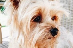 Adorable Teddy Bear Yorkie Haircuts: Floppy Ear Edition Teddy Information – Everything You Need to Know About Teddy Bears Adorable Teddy Bear Yorkie Haircuts: Floppy Ear Edition | Teddy Information – Everything You Need to Know About Teddy Bears