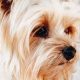 Adorable Teddy Bear Yorkie Haircuts: Floppy Ear Edition | Teddy Information – Everything You Need to Know About Teddy Bears