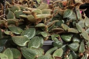 Is Teddy Bear Vine Toxic To Cats? Dangers & Safety Teddy Information – Everything You Need to Know About Teddy Bears Is Teddy Bear Vine Toxic To Cats? Dangers & Safety | Teddy Information – Everything You Need to Know About Teddy Bears