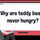The Truth: Why Teddy Bears Never Get Hungry? | Teddy Information – Everything You Need to Know About Teddy Bears