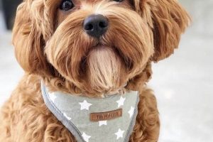 Adorable Teddy Bear Cavapoo Puppies & Adults Teddy Information – Everything You Need to Know About Teddy Bears Adorable Teddy Bear Cavapoo Puppies & Adults | Teddy Information – Everything You Need to Know About Teddy Bears