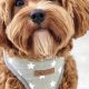 Adorable Teddy Bear Cavapoo Puppies & Adults | Teddy Information – Everything You Need to Know About Teddy Bears