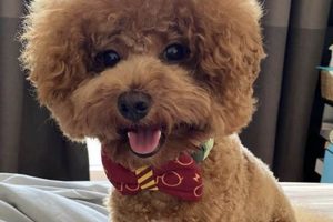 Adorable Teddy Bear Cut Maltipoo Styles Teddy Information – Everything You Need to Know About Teddy Bears Adorable Teddy Bear Cut Maltipoo Styles | Teddy Information – Everything You Need to Know About Teddy Bears