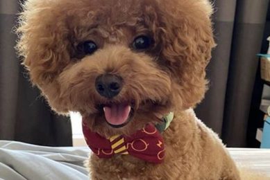 Adorable Teddy Bear Cut Maltipoo Styles Teddy Information – Everything You Need to Know About Teddy Bears Adorable Teddy Bear Cut Maltipoo Styles | Teddy Information – Everything You Need to Know About Teddy Bears