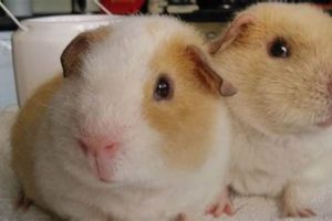 Adorable Cobayos Teddy Guinea Pigs: Care & Facts Teddy Information – Everything You Need to Know About Teddy Bears Adorable Cobayos Teddy Guinea Pigs: Care & Facts | Teddy Information – Everything You Need to Know About Teddy Bears