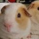 Adorable Cobayos Teddy Guinea Pigs: Care & Facts | Teddy Information – Everything You Need to Know About Teddy Bears