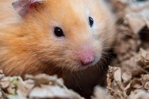 The Ultimate Guide to Teddy Bear Hamster Care Teddy Information – Everything You Need to Know About Teddy Bears The Ultimate Guide to Teddy Bear Hamster Care | Teddy Information – Everything You Need to Know About Teddy Bears