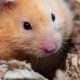 The Ultimate Guide to Teddy Bear Hamster Care | Teddy Information – Everything You Need to Know About Teddy Bears