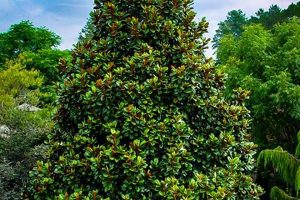 Teddy Bear Magnolia Trees: A Grower's Guide Teddy Information – Everything You Need to Know About Teddy Bears Teddy Bear Magnolia Trees: A Grower's Guide | Teddy Information – Everything You Need to Know About Teddy Bears