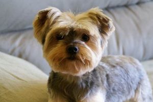 Adorable Yorkie Teddy Bear Faces & Grooming Teddy Information – Everything You Need to Know About Teddy Bears Adorable Yorkie Teddy Bear Faces & Grooming | Teddy Information – Everything You Need to Know About Teddy Bears
