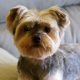 Adorable Yorkie Teddy Bear Faces & Grooming | Teddy Information – Everything You Need to Know About Teddy Bears