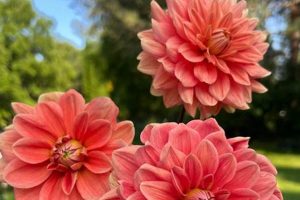 Charming Teddy Dahlia Blooms & Care Guide Teddy Information – Everything You Need to Know About Teddy Bears Charming Teddy Dahlia Blooms & Care Guide | Teddy Information – Everything You Need to Know About Teddy Bears