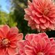 Charming Teddy Dahlia Blooms & Care Guide | Teddy Information – Everything You Need to Know About Teddy Bears