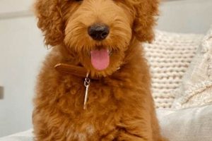 Adorable Teddy Bear Goldendoodle Puppies Teddy Information – Everything You Need to Know About Teddy Bears Adorable Teddy Bear Goldendoodle Puppies | Teddy Information – Everything You Need to Know About Teddy Bears