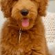 Adorable Teddy Bear Goldendoodle Puppies | Teddy Information – Everything You Need to Know About Teddy Bears