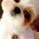 Adorable Shih Tzu Teddy Bear Cut: Grooming Guide | Teddy Information – Everything You Need to Know About Teddy Bears