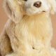 Adorable Teddy Golden Retriever Puppies & Care | Teddy Information – Everything You Need to Know About Teddy Bears